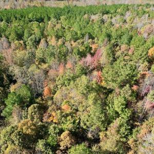 Photo #39 of 941 Saxkey Rd, Drakes Branch, VA 50.0 acres