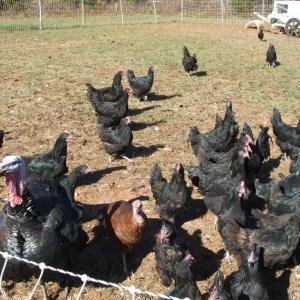 Photo #15 of 974 Meherrin Road, Meherrin, VA 10.0 acres