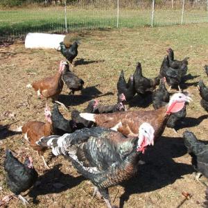 Photo #16 of 974 Meherrin Road, Meherrin, VA 10.0 acres