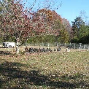 Photo #17 of 974 Meherrin Road, Meherrin, VA 10.0 acres