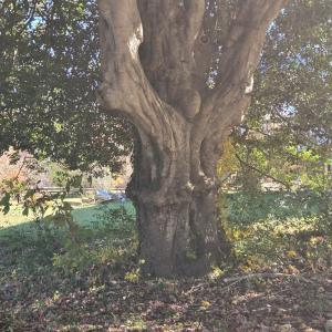 Photo #16 of 9524 Darlington Heights Rd, Farmville, VA 1.5 acres