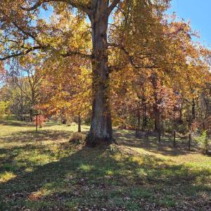 Photo #2 of 9524 Darlington Heights Rd, Farmville, VA 1.5 acres