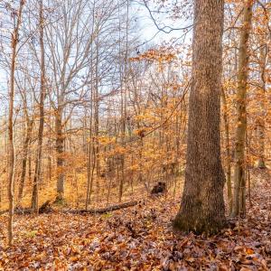 Photo #39 of 244 Ridgeway Dr, Farmville, VA 3.1 acres