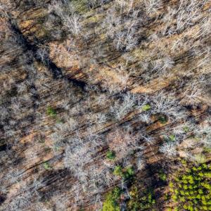 Photo #44 of 299 Arvian, Meherrin, VA 10.9 acres