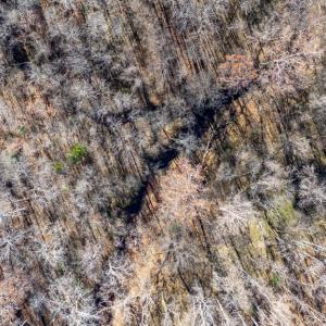 Photo #45 of 299 Arvian, Meherrin, VA 10.9 acres