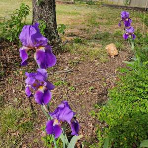 Photo #6 of 74 Conner St, Dillwyn, VA 0.4 acres