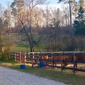 Photo #19 of 3151 Benchmark Trl, Amelia, VA 5.0 acres