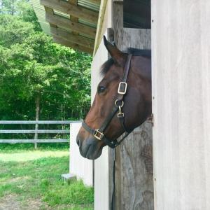 Photo #20 of 3151 Benchmark Trl, Amelia, VA 5.0 acres