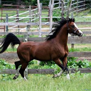 Photo #3 of 3151 Benchmark Trl, Amelia, VA 5.0 acres