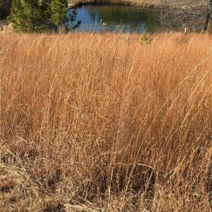 Photo #25 of 2779 Oakville Road, Appomattox, VA 14.5 acres