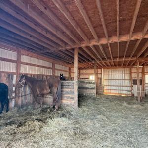 Photo #4 of 5540 Crumptown Road, Farmville, VA 24.7 acres