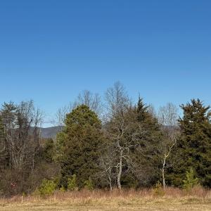 Photo #21 of 5532 Watt Abbitt Road, Appomattox, VA 26.7 acres