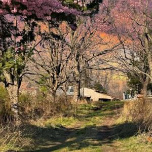 Photo #7 of 3970 Hungarytown Rd, Blackstone, VA 5.2 acres