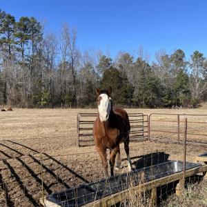 Photo #52 of 6840 Lunenburg County Road, Keysville, VA 45.2 acres