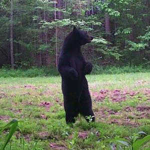 Photo #40 of 6840 Lunenburg County Road, Keysville, VA 45.2 acres