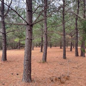 Photo #22 of 8220 New Grove Rd, Victoria, VA 5.1 acres