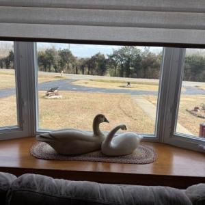 Bay window in living room