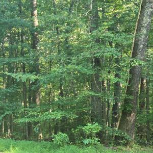 Photo #14 of 1545 Cumberland Road, Farmville, VA 7.0 acres