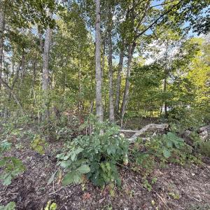 Photo #48 of 12668 Patrick Henry Hwy, Brookneal, VA 4.0 acres