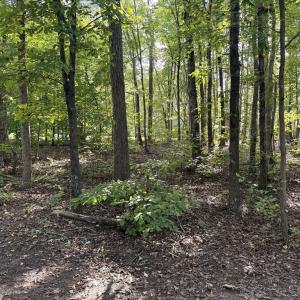 Photo #27 of 12668 Patrick Henry Hwy, Brookneal, VA 4.0 acres