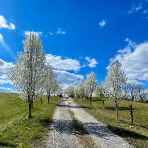 Photo #57 of 801 Purdum Mill Road, Appomattox, VA 28.3 acres