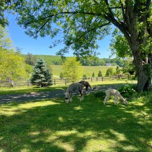 Photo #60 of 801 Purdum Mill Road, Appomattox, VA 28.3 acres