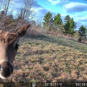 Photo #81 of 1895 Cemetery Rd, Chase City, VA 49.3 acres