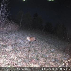 Photo #82 of 1895 Cemetery Rd, Chase City, VA 49.3 acres