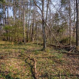 Photo #74 of 441 Legrande Ave, Charlotte Court House, VA 3.0 acres