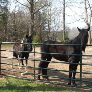 Photo #41 of 1925 Hill Cross Road, Charlotte Court House, VA 30.0 acres