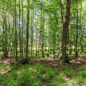 Photo #55 of 1783 Prince Edward Highway, Pamplin, VA 96.6 acres