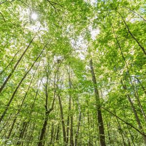 Photo #58 of 1783 Prince Edward Highway, Pamplin, VA 96.6 acres