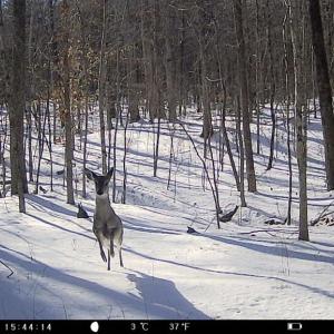 Photo #28 of 469 Jenkins Church Rd, Cumberland, VA 23.7 acres