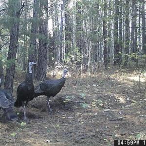 Photo #29 of 469 Jenkins Church Rd, Cumberland, VA 23.7 acres