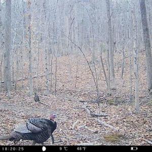 Photo #37 of 469 Jenkins Church Rd, Cumberland, VA 23.7 acres