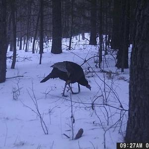 Photo #38 of 469 Jenkins Church Rd, Cumberland, VA 23.7 acres