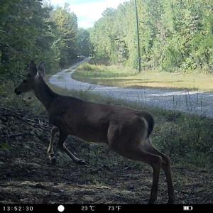 Photo #39 of 469 Jenkins Church Rd, Cumberland, VA 23.7 acres