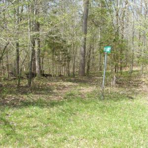 Photo #27 of 3199 County Line Road, Keysville, VA 68.8 acres