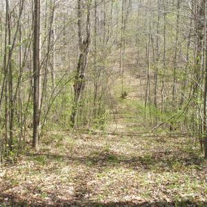 Photo #31 of 3199 County Line Road, Keysville, VA 68.8 acres