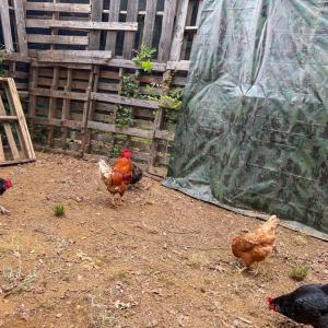 Photo #27 of 1370 Hunters Lane, Chase City, VA 4.6 acres