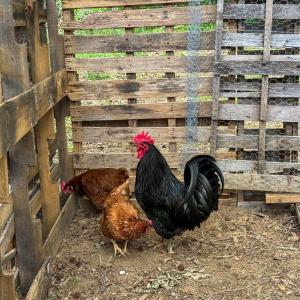 Photo #28 of 1370 Hunters Lane, Chase City, VA 4.6 acres