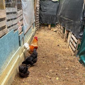 Photo #29 of 1370 Hunters Lane, Chase City, VA 4.6 acres