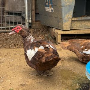 Photo #30 of 1370 Hunters Lane, Chase City, VA 4.6 acres