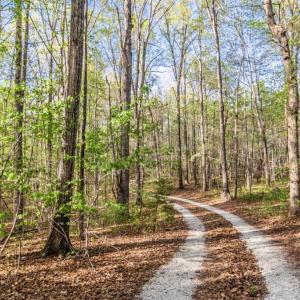 Photo #76 of 278 Salt Lick Lane, Appomattox, VA 50.6 acres
