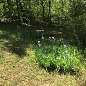 Photo #24 of 2501 Whitehead Road, Keysville, VA 9.5 acres