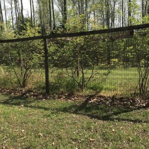 Photo #31 of 2501 Whitehead Road, Keysville, VA 9.5 acres