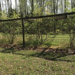 Photo #38 of 2501 Whitehead Road, Keysville, VA 9.5 acres