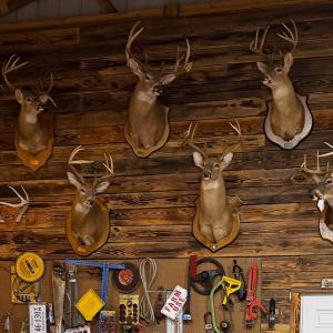 Photo #42 of 258 Peaceful Lane, Dry Fork, VA 99.0 acres