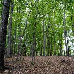 Photo #47 of 258 Peaceful Lane, Dry Fork, VA 99.0 acres