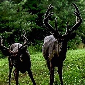 Photo #56 of 258 Peaceful Lane, Dry Fork, VA 99.0 acres